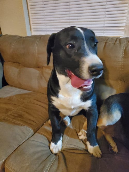 Photo of Lexa, adoptable Labrador Retriever in Gun Barrel City, Texas