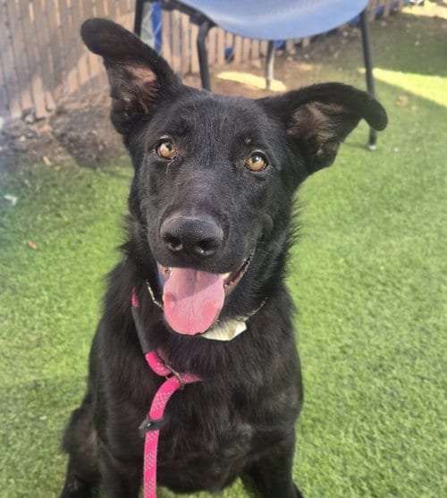 Photo of Billie Joe, adoptable German Shepherd Dog in Phoenix, Arizona