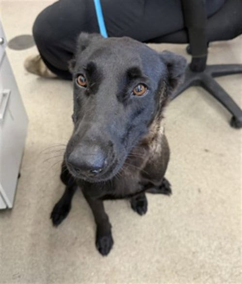 Photo of Dahlia, adoptable Belgian Shepherd Malinois in San Bernardino, California