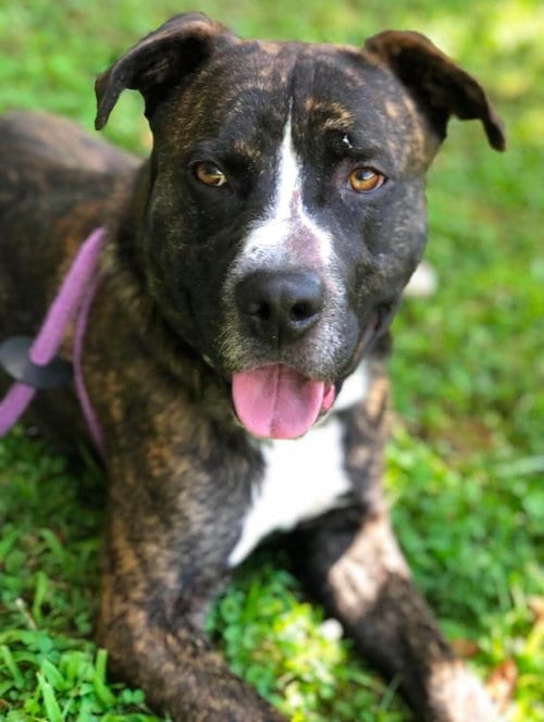 Photo of Russet, adoptable Boxer in Elkins, West Virginia
