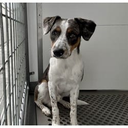 Photo of Milkyway, adoptable Australian Cattle Dog in San Bernardino, California