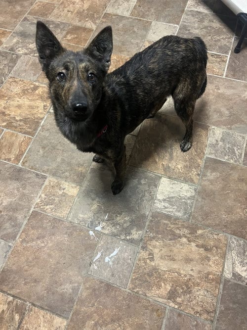 Photo of Teeter, adoptable Dutch Shepherd in St. Peters, Missouri
