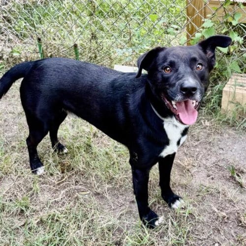 Photo of Gordo, adoptable Staffordshire Bull Terrier in Houston, Texas