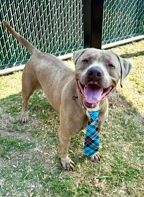 Photo of Blue, adoptable American Staffordshire Terrier in McKinney, Texas