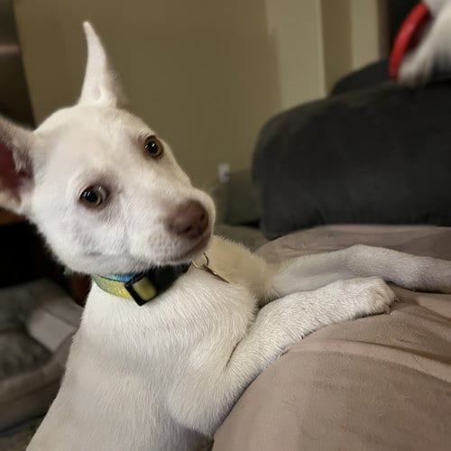 Photo of Rupee, adoptable Husky in Fargo, North Dakota