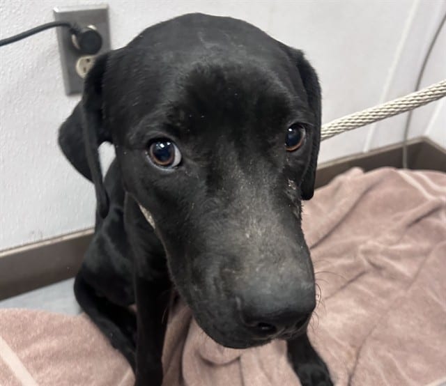 Photo of Spinach, adoptable dog