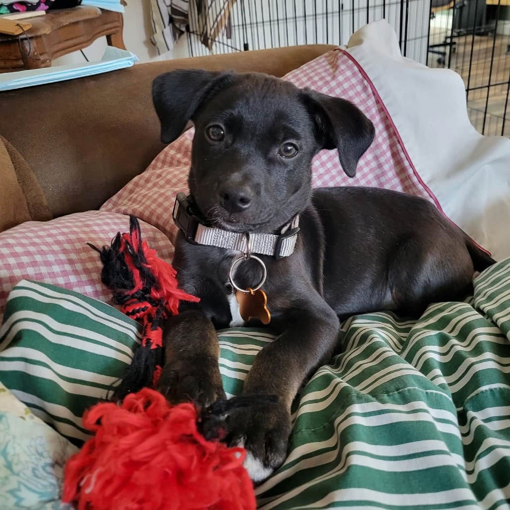 Photo of Pasha, adoptable Terrier, Jack Russell / Shepherd, Australian in Bend, Oregon