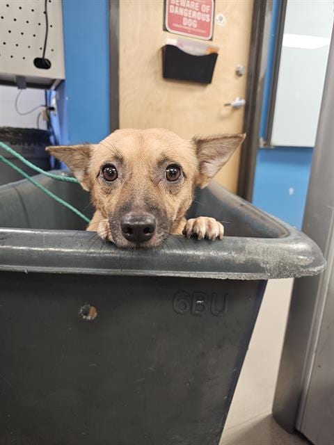 Photo of Clyde, adoptable Chihuahua in Dallas, Texas