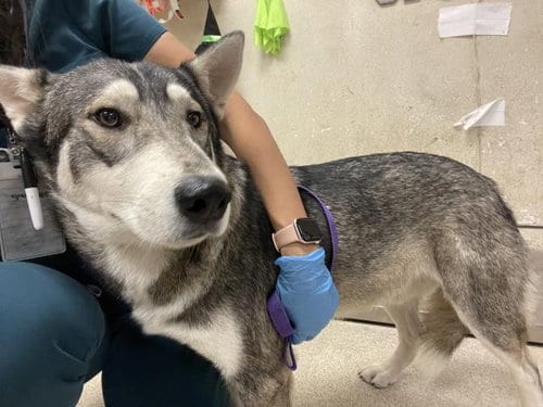 Photo of Richie, adoptable Siberian Husky in Riverside, California