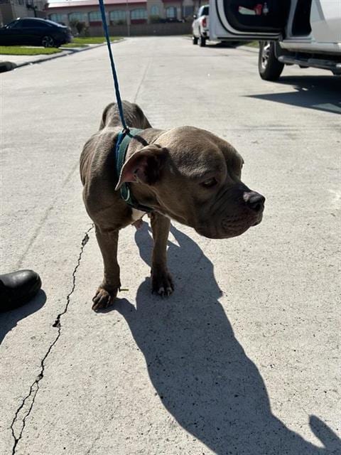 Photo of Senior Pit Bull Terrier, adoptable Pit Bull Terrier in Houston, Texas