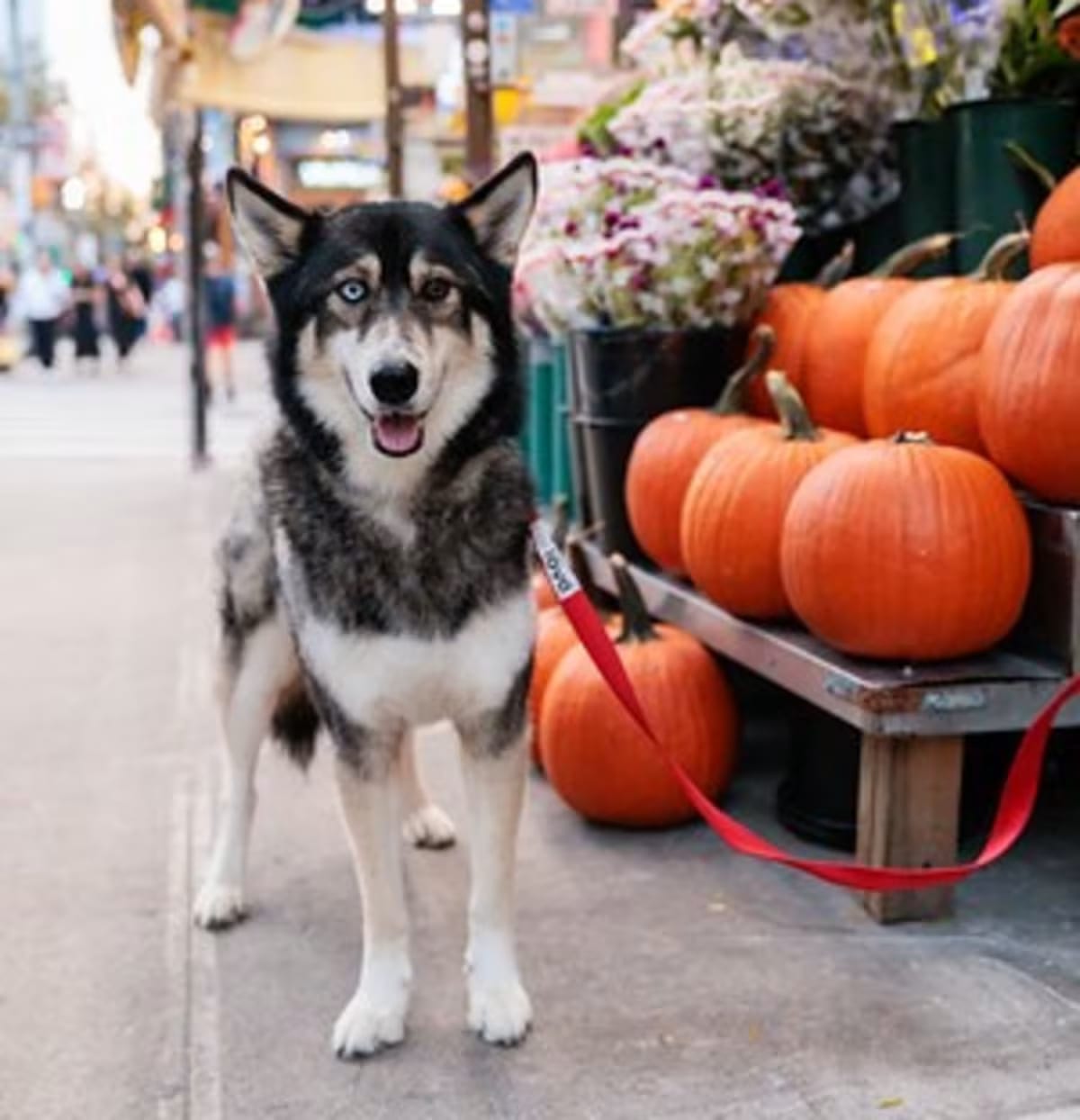 Photo of Sky, adoptable Mutt in New York, New York