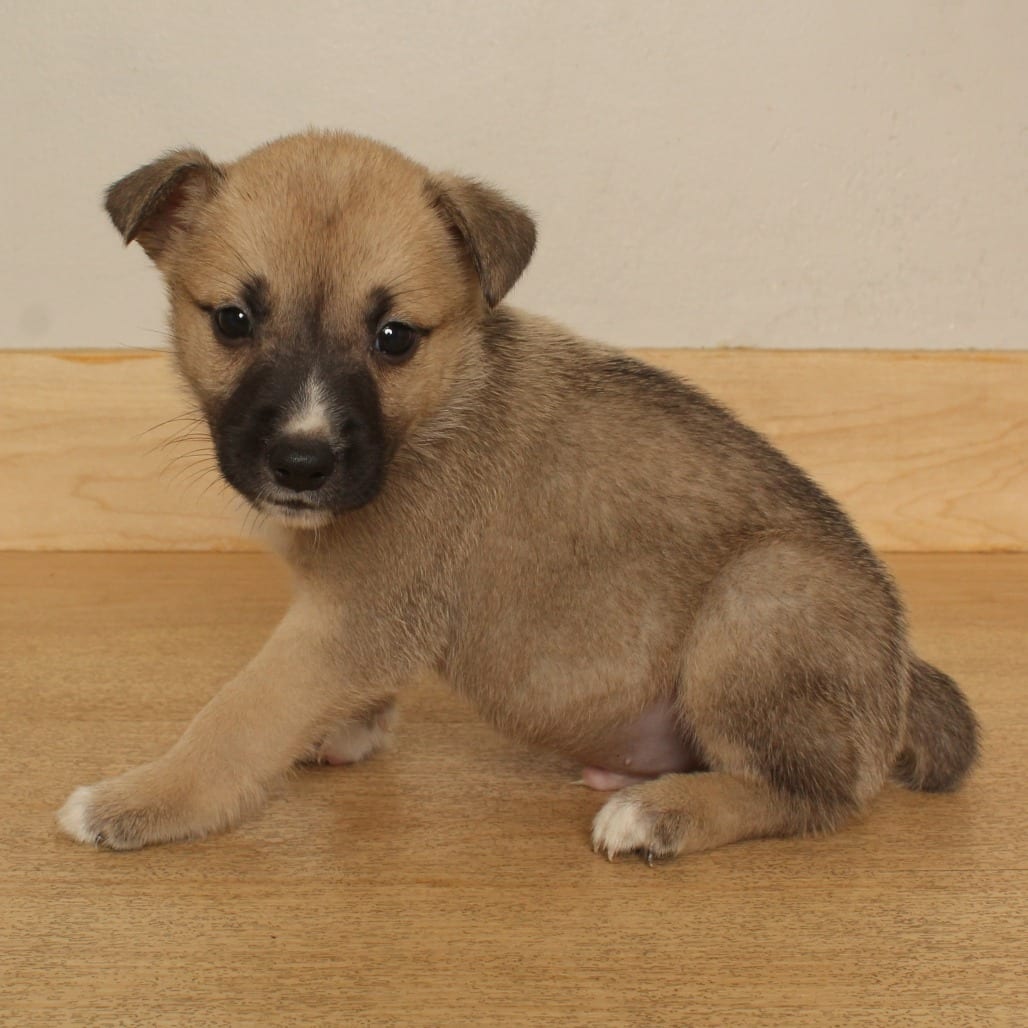 Photo of Ghoul D71377, adoptable Terrier, American Pit Bull in Minnesota, Minnesota
