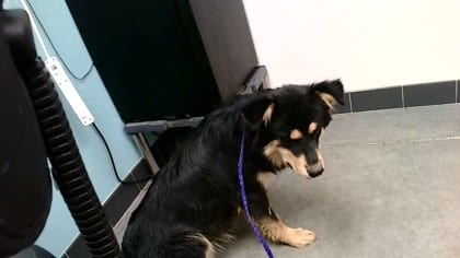 Photo of Ember, adoptable dog in Farmington, New Mexico
