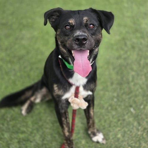 Photo of Tucker, adoptable Dutch Shepherd in Phoenix, Arizona