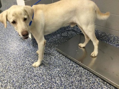 Photo of Teddy, adoptable Labrador Retriever in Thousand Palms, California