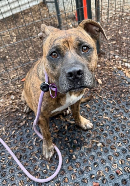 Photo of Zendaya, adoptable dog in Chamblee, Georgia