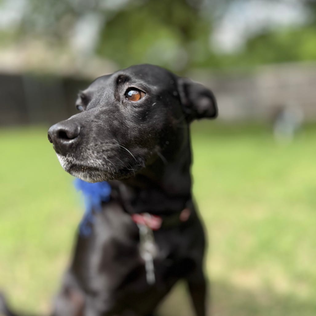Photo of Stormy, adoptable Retriever, Black Labrador / Mixed Breed (Medium) in Dallas, Texas