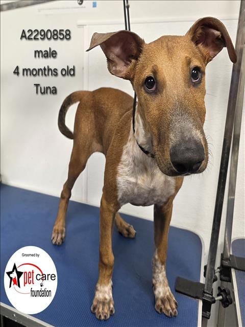 Photo of Tuna, adoptable Bull Terrier in Los Angeles, California
