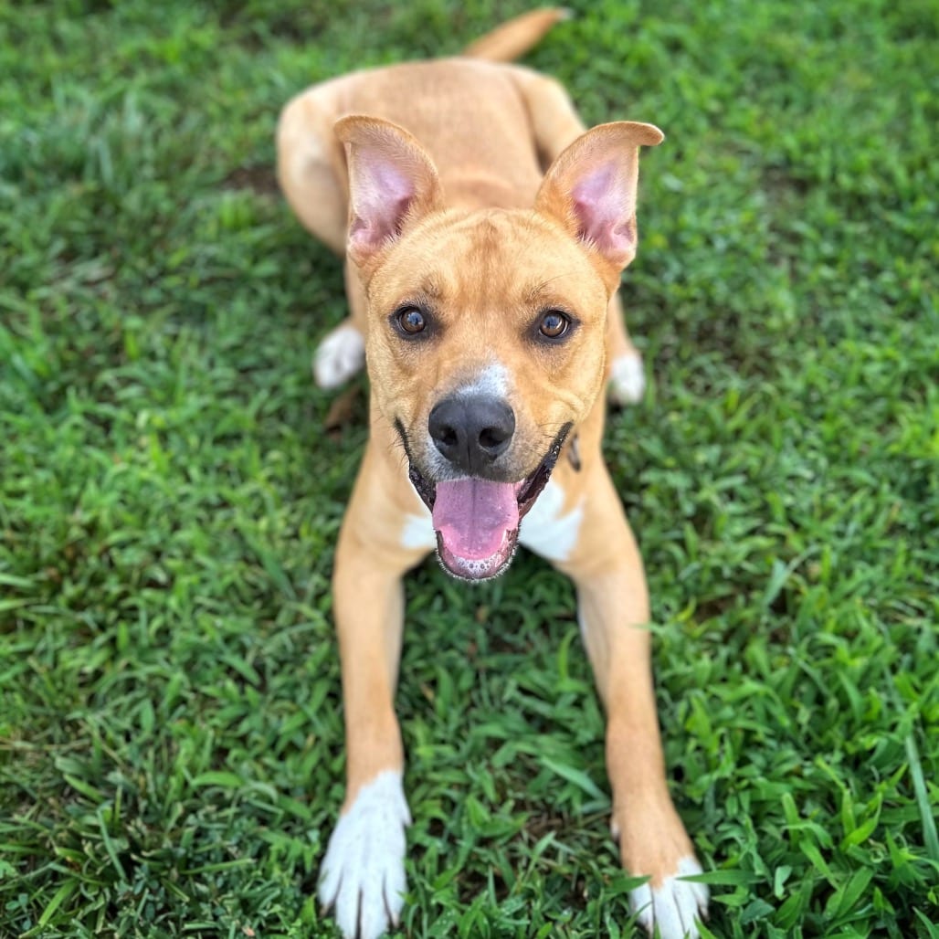 Photo of Dexter, adoptable Mixed Breed (Large) in Fredericksburg, Virginia