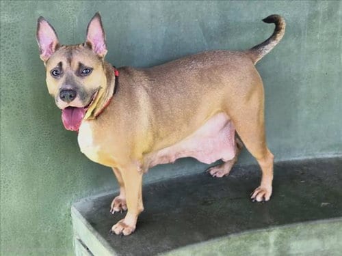Photo of Chaka, adoptable Pit Bull Terrier in Van Nuys, California