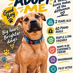 Photo of Arlo, adoptable Labrador Retriever in Roswell, Georgia