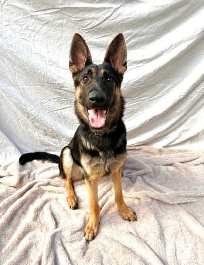 Photo of BettyBop, adoptable German Shepherd Dog mix in Brooklyn, New York