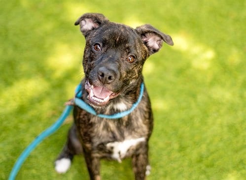 Photo of Bully, adoptable Pit Bull Terrier in San Jose, California