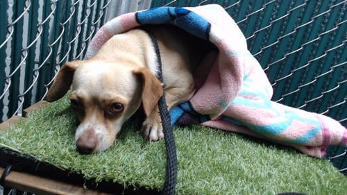 Photo of Tito, adoptable Chihuahua in Downey, California
