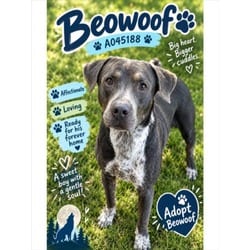 Photo of Beowoof, adoptable American Pit Bull Terrier in Texas City, Texas