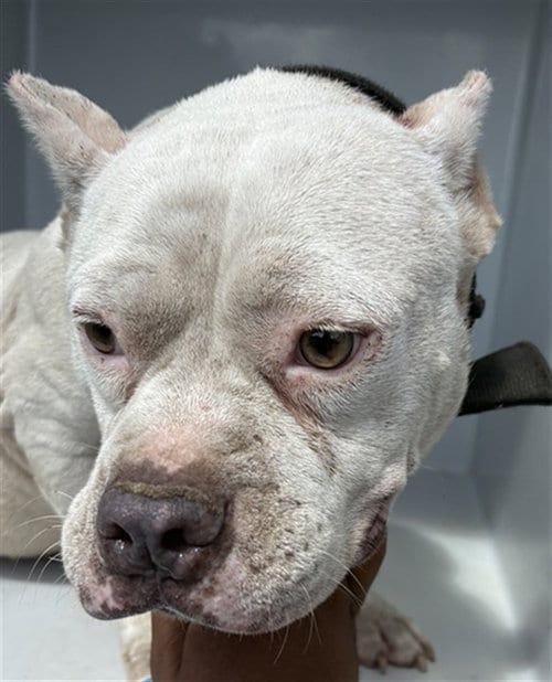 Photo of Zero, adoptable Pit Bull Terrier in Augusta, Georgia