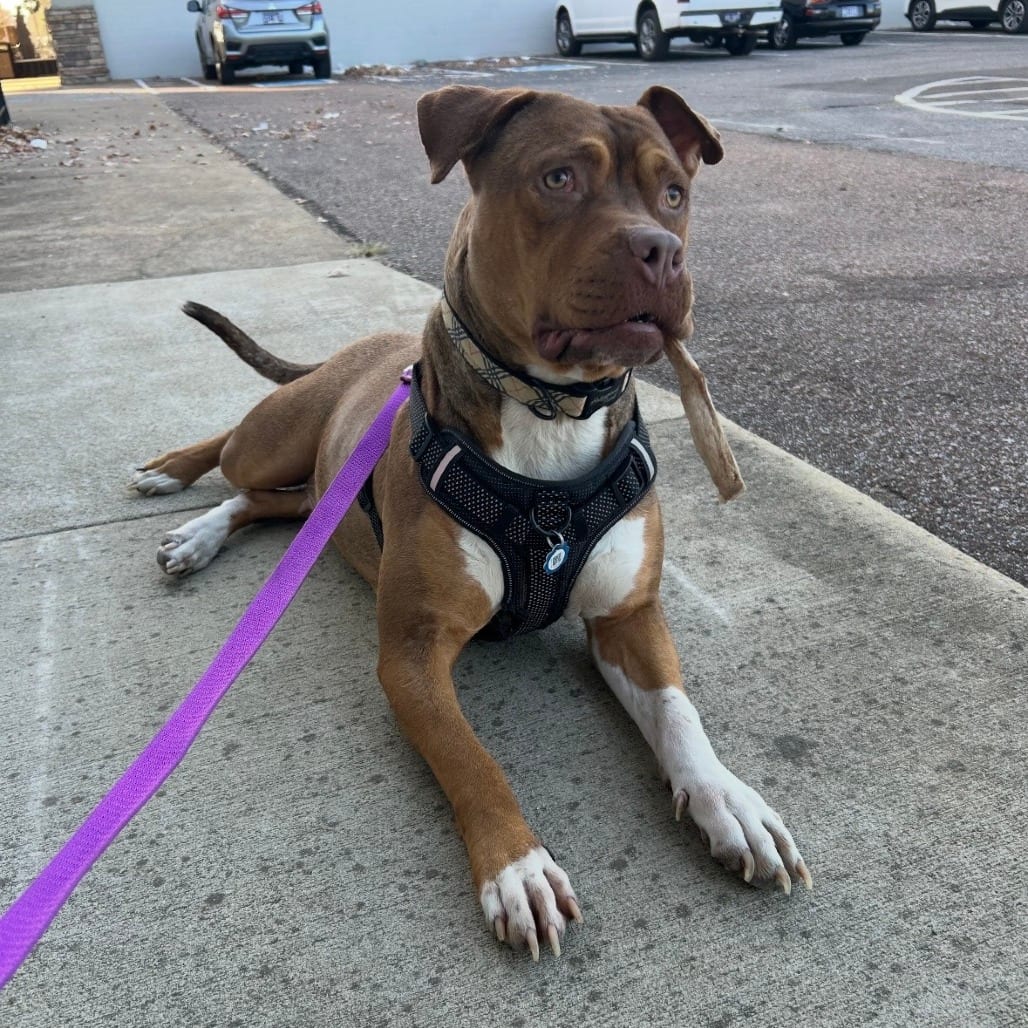 Photo of Maybelline, adoptable Mixed Breed (Large)