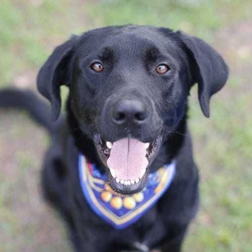 Photo of Shiner, adoptable Labrador Retriever in San Antonio, Texas