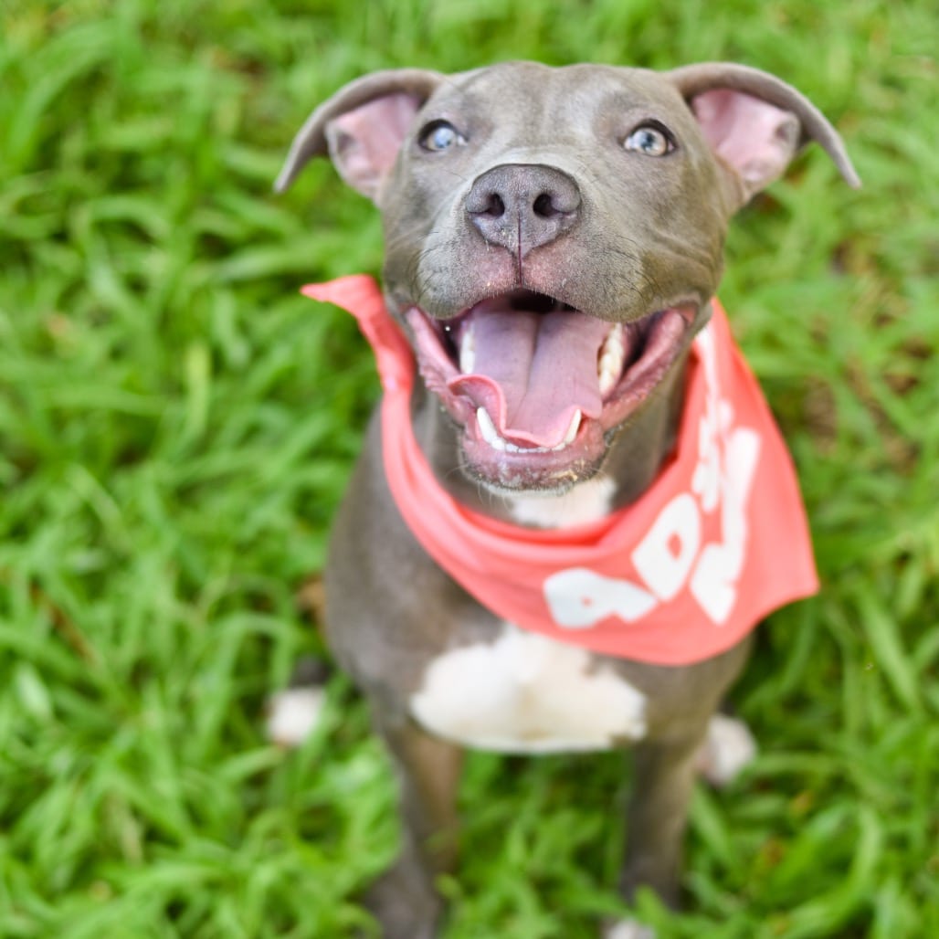 Photo of Willow, adoptable Mixed Breed (Medium)