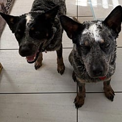 Photo of Chip and Dale, adoptable Blue Heeler in Beverly Hills, California