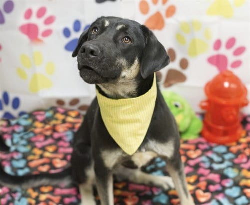 Photo of Bee-Bee, adoptable Anatolian Shepherd in Placerville, California