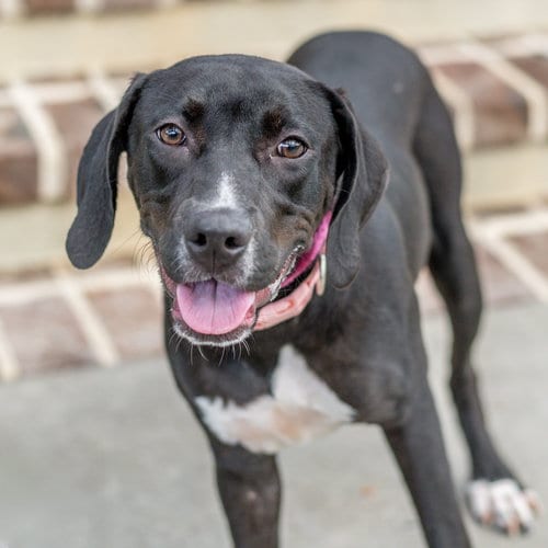 Photo of Katherine, adoptable Labrador Retriever in Hilton Head, South Carolina