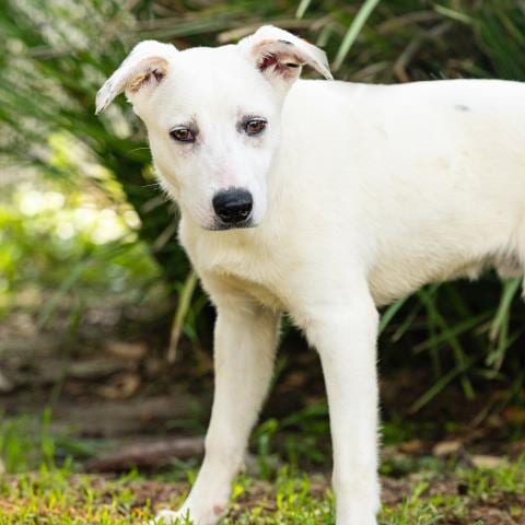 Photo of Ollie, adoptable Australian Shepherd in Camarillo, California
