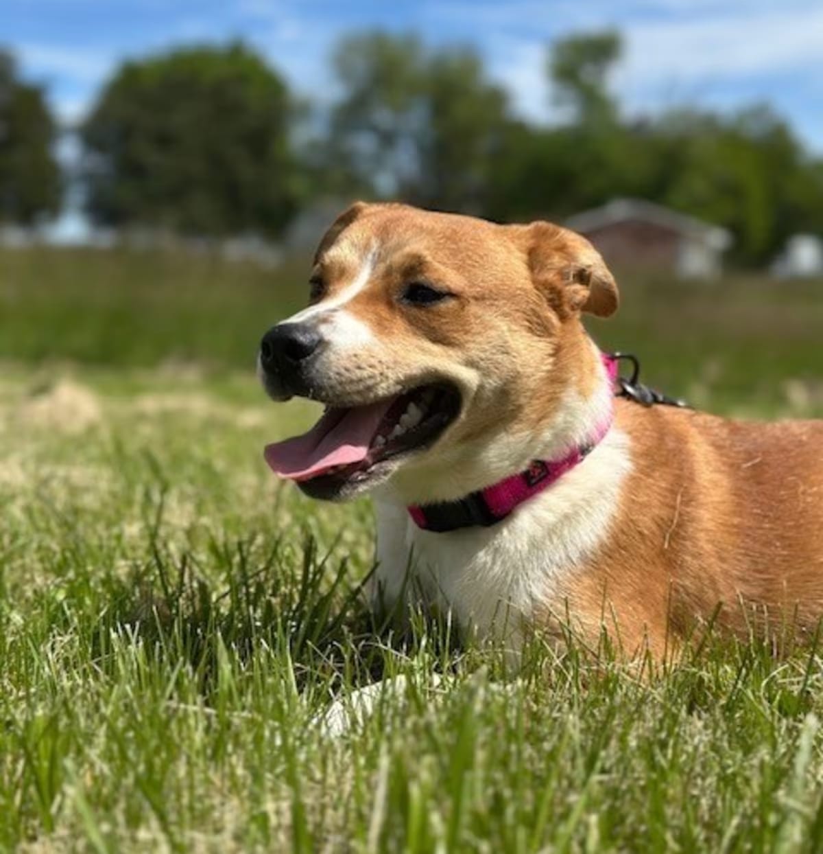 Photo of Sammie, adoptable Mixed Breed (Medium) in Richmond, Indiana