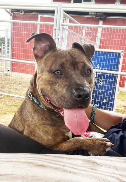Photo of Dollee, adoptable dog in Atlanta, Georgia