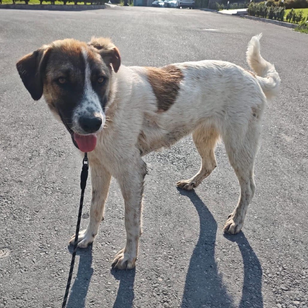 Photo of Bella (Just arrived from Armenia!), adoptable Mixed Breed (Large) in Bend, Oregon