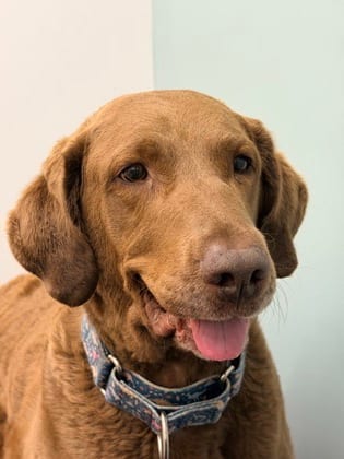 Photo of Harper, adoptable Retriever, Chesapeake Bay in Annapolis, Maryland