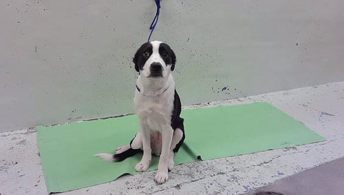 Photo of Myles, adoptable Labrador Retriever in Houston, Texas