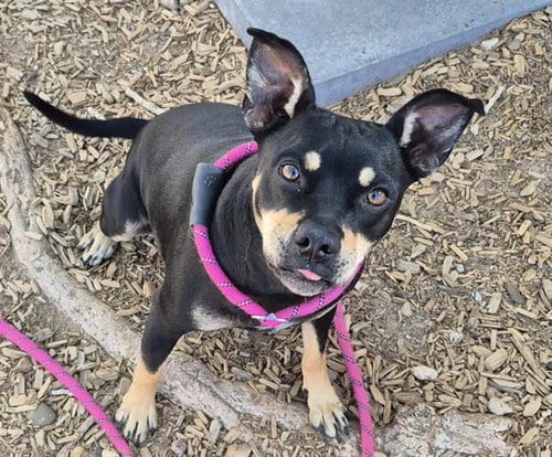 Photo of Suzie Q, adoptable Miniature Pinscher in Albuquerque, New Mexico