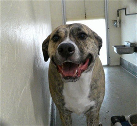 Photo of Bud, adoptable Mastiff in Sanford, Florida