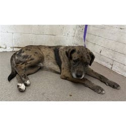 Photo of Noah, adoptable American Pit Bull Terrier Catahoula Leopard Dog in San Bernardino, California