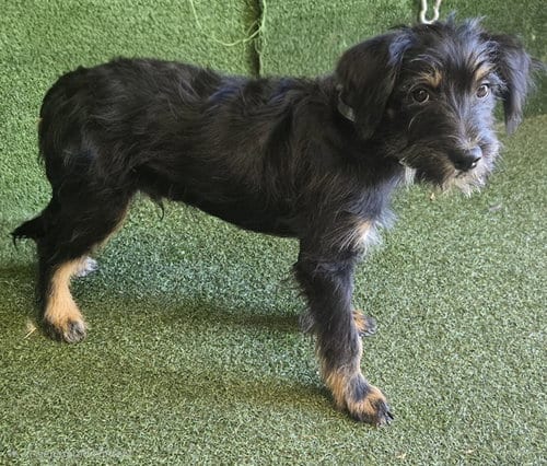 Photo of Benito, adoptable Shih Tzu in Lancaster, California