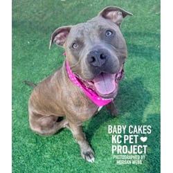 Photo of Baby Cakes, adoptable American Pit Bull Terrier in Kansas City, Missouri