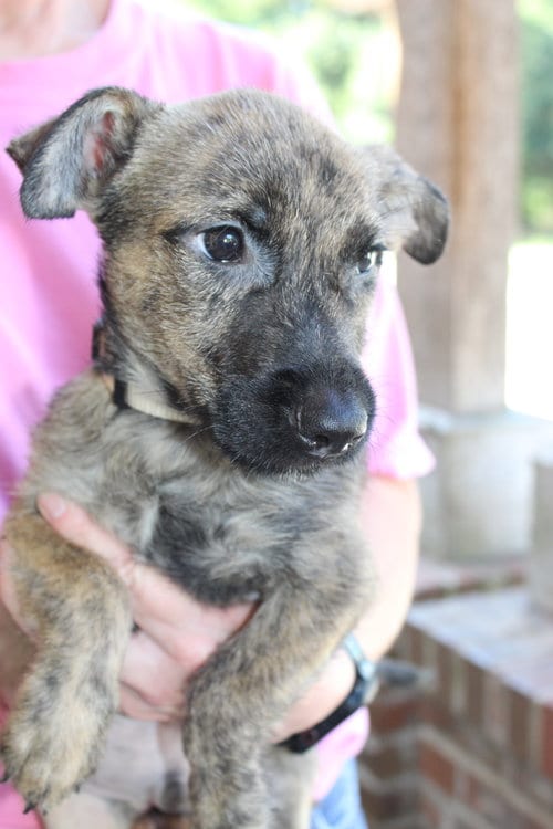 Photo of Jace 44379, adoptable Terrier in Prattville, Alabama