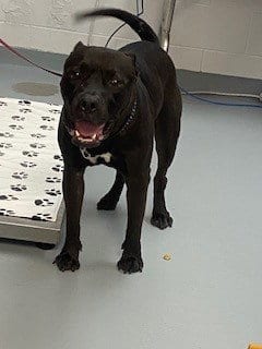 Photo of Sir, adoptable Pit Bull Terrier in St. Cloud, Florida