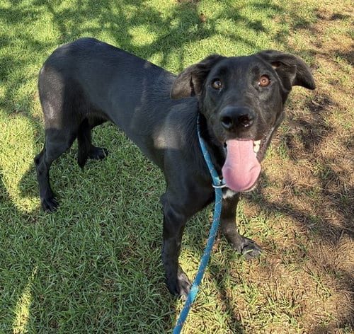 Photo of Melody, adoptable Labrador Retriever in Riverside, California